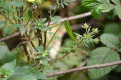 Calceolaria gracilis